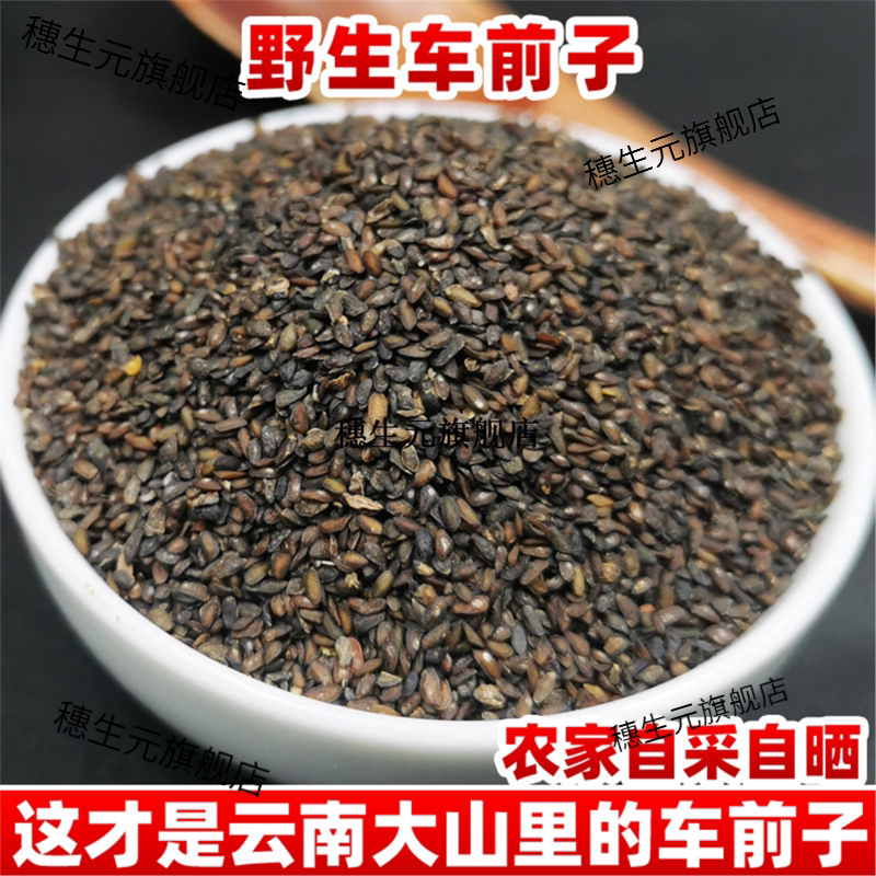 云南野生车前子材干净粉籽