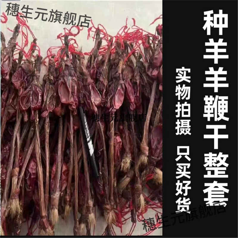 羊鞭干材整条带蛋根泡酒粉