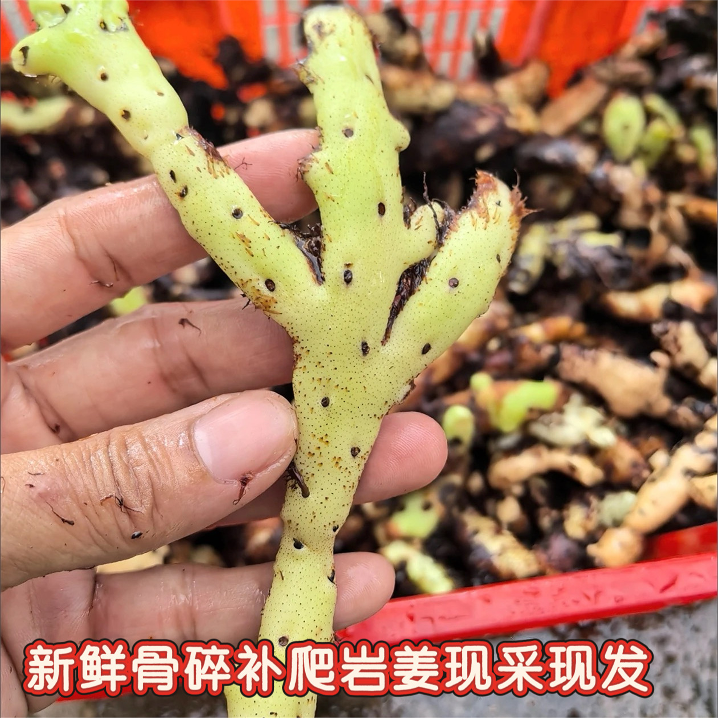 新鲜骨碎补材毛姜野生爬岩