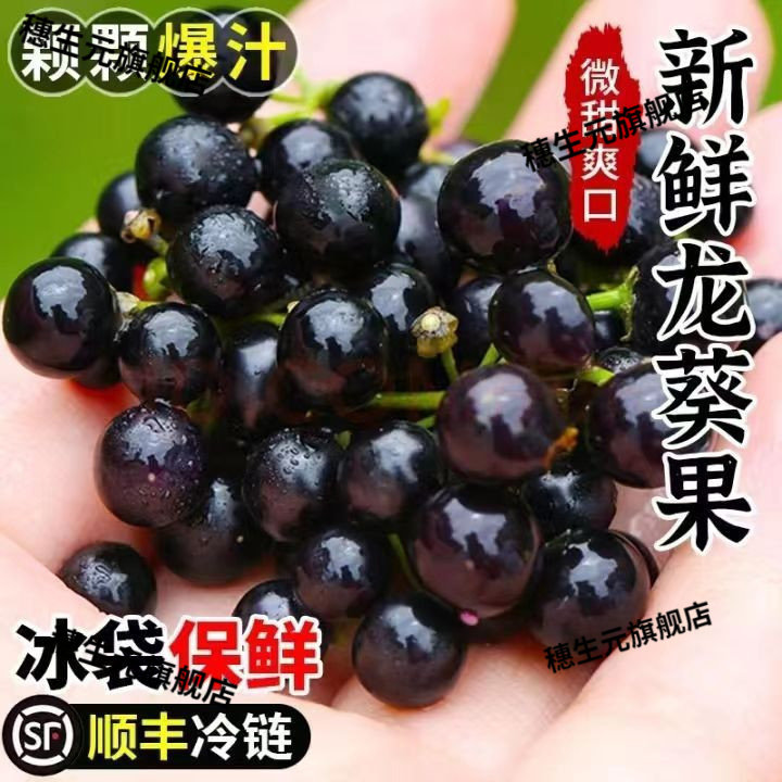 东北新鲜龙葵果中药材