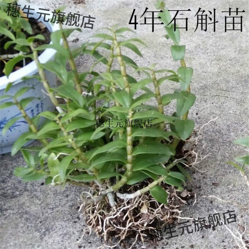霍山铁皮石斛苗鲜条株兰米