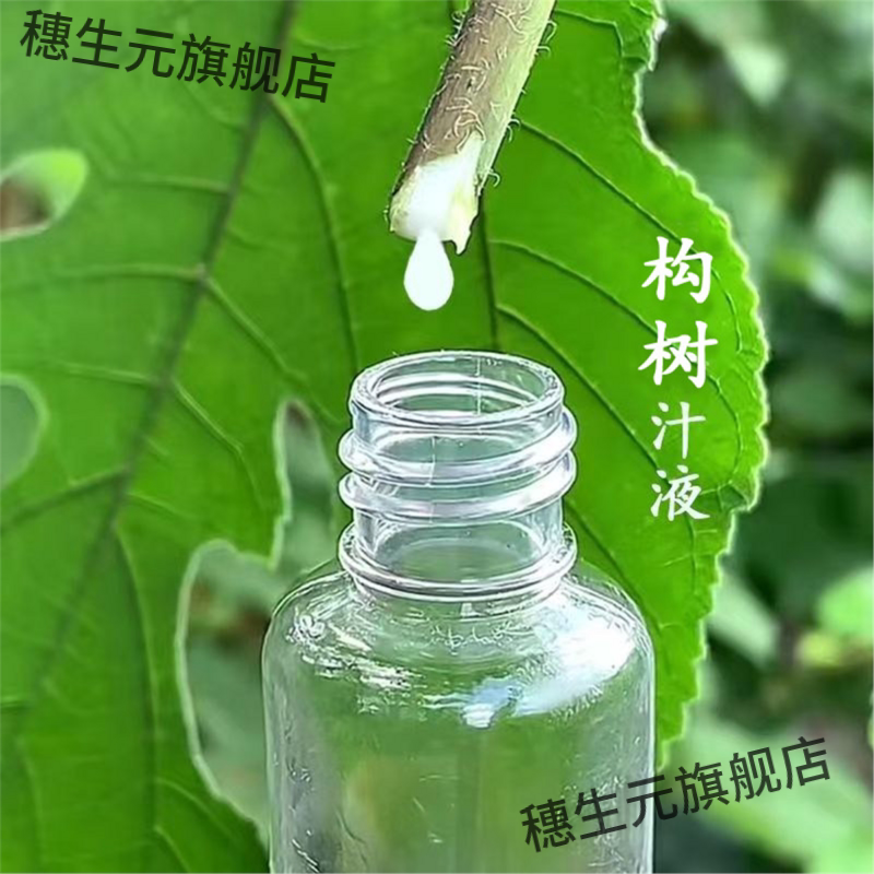 广西构树汁液 楮桃树纯乳液树假杨梅子角阔枸谷树麻叶子汁外用