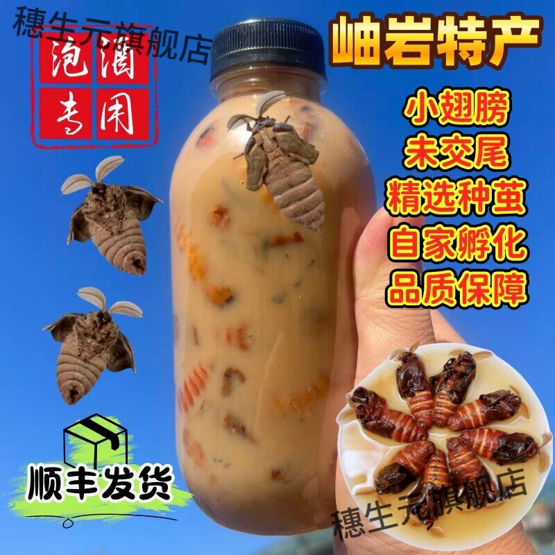 辽宁岫岩正宗雄蚕蛾公蛾泡酒料