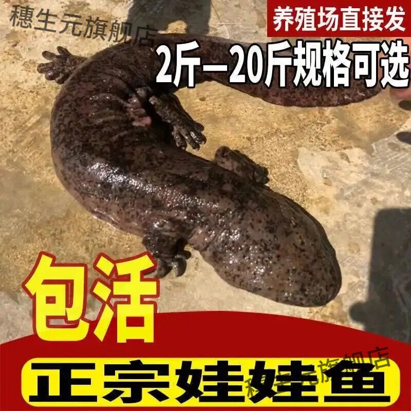 人工养殖娃娃鱼大鲵鲜活包活到家