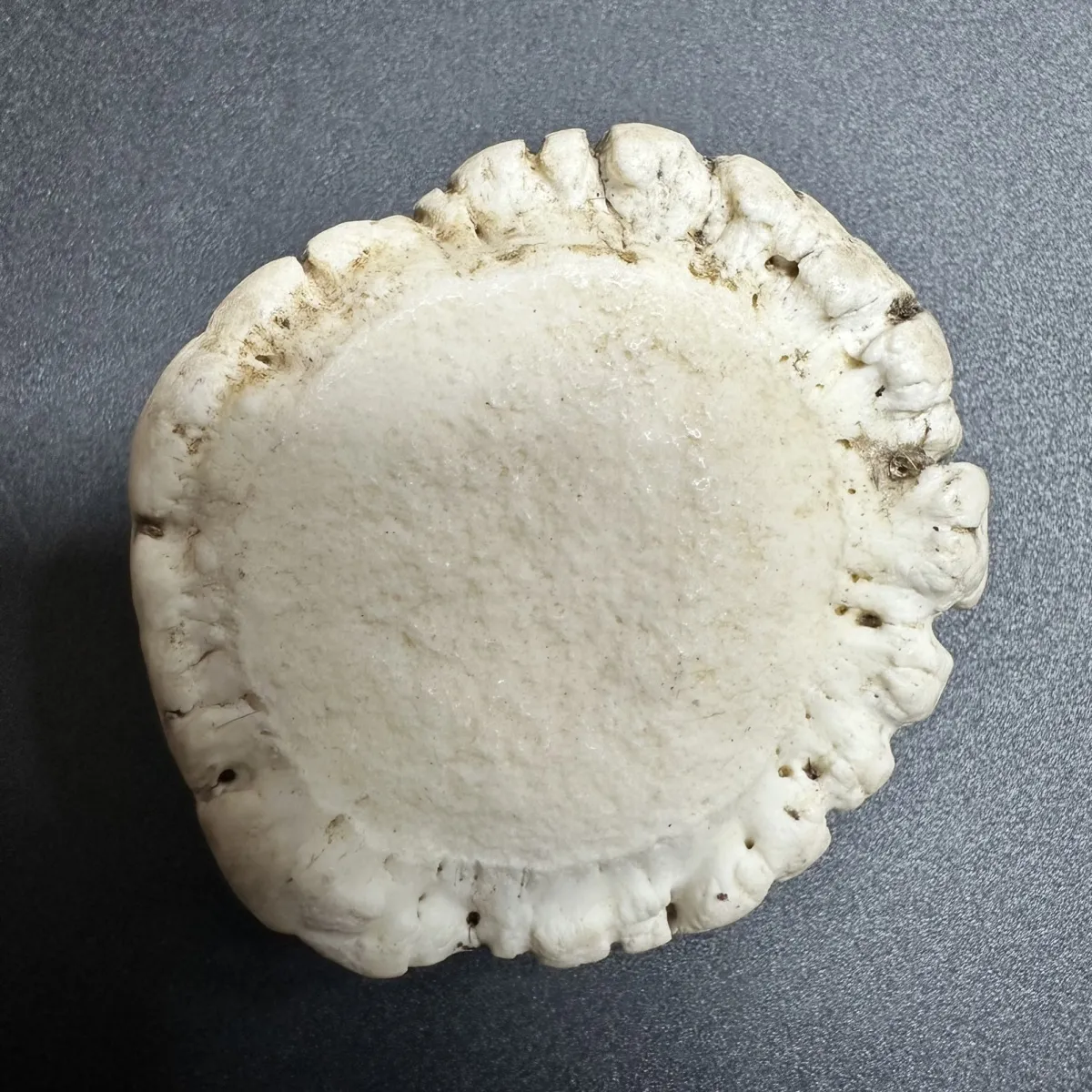 双阳梅花鹿帽粉鹿角脱盘