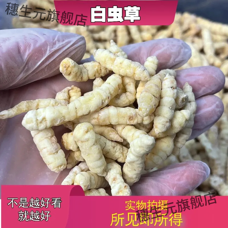 云南边境地蚕材野生白虫草土冬虫草泽兰根草石蚕地蚕云南虫草