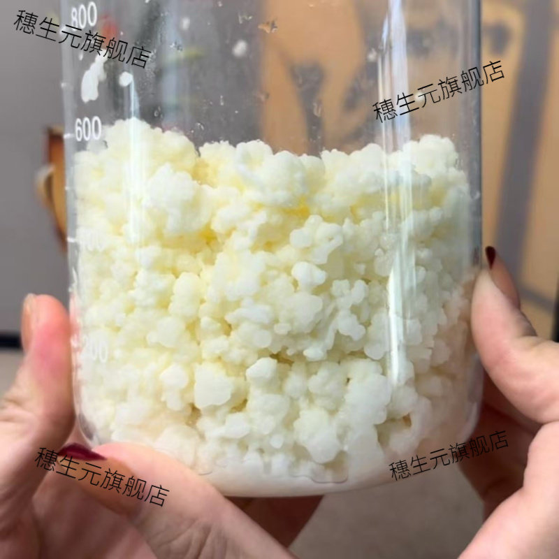 天山雪莲藏灵菇酸奶乳酸菌种包邮