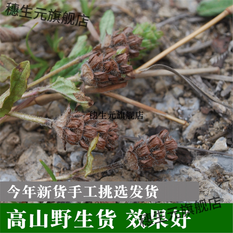 三代采药人野生夏枯草球材