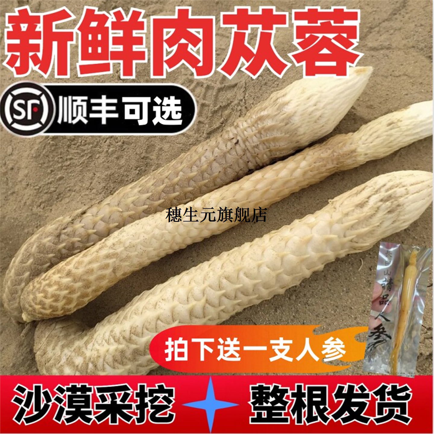 内蒙古阿拉善新鲜肉苁蓉材