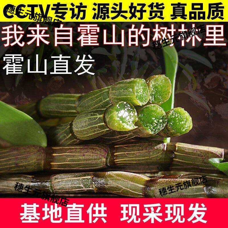 霍山新鲜铁皮石斛苗盆栽仿野生