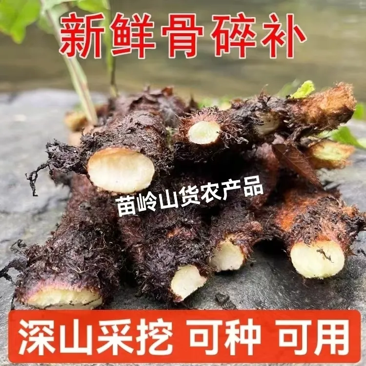 贵州新鲜骨碎补爬岩姜现摘