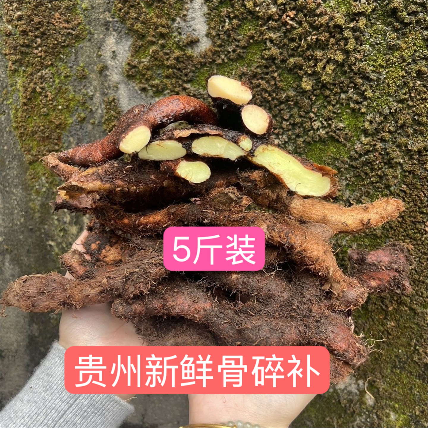 贵州深山野生骨碎补爬岩姜