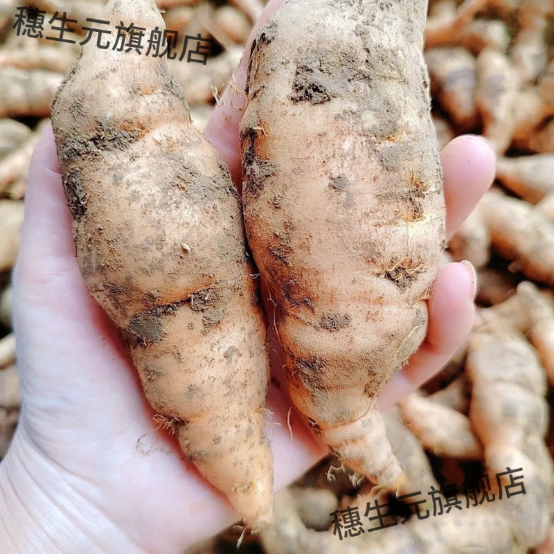 焦作怀鲜地黄500克正宗新
