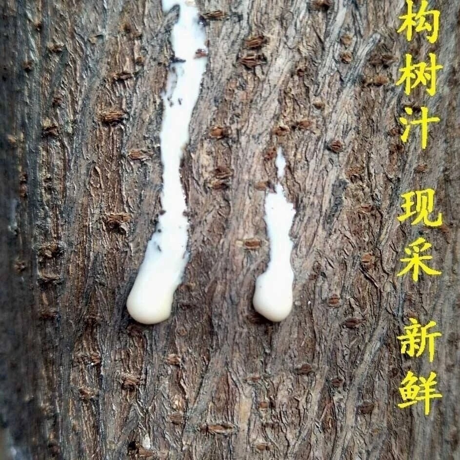 构树汁液牛皮癣假梅子角阔