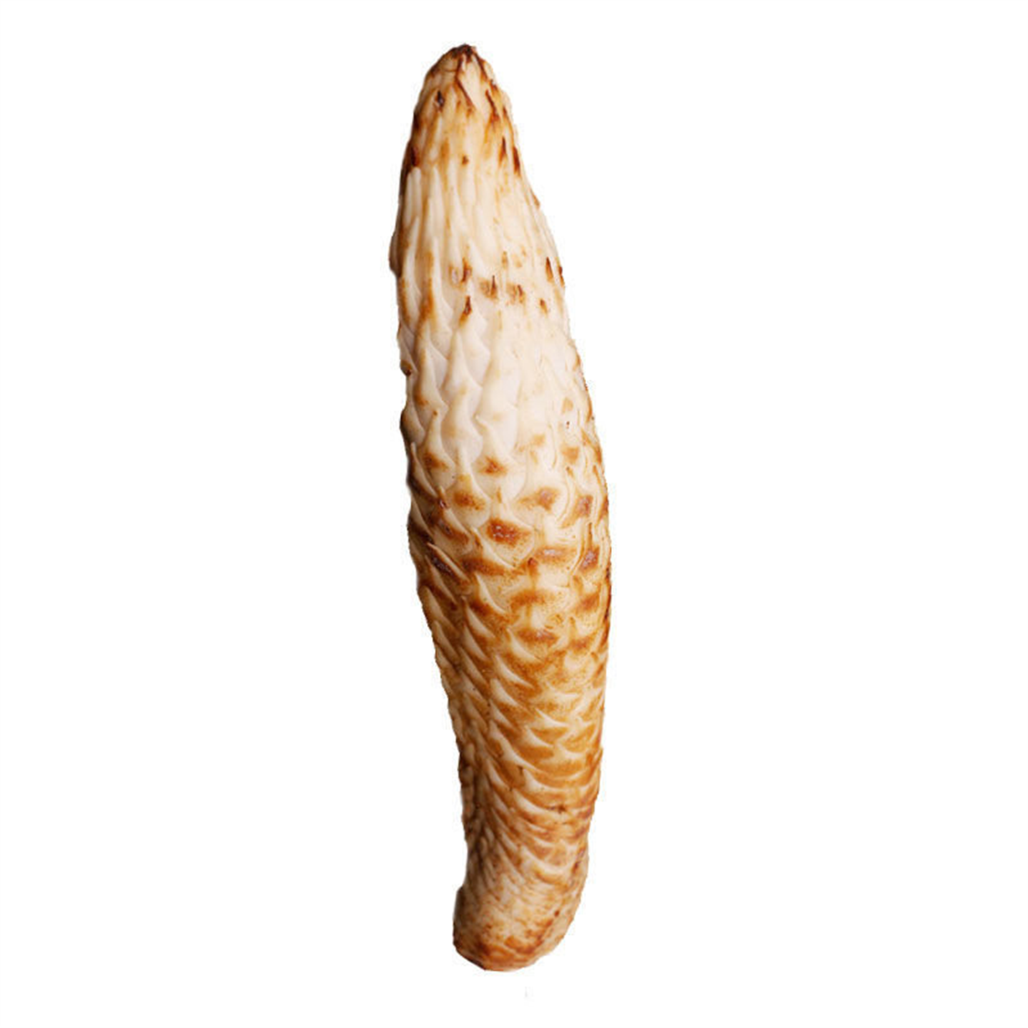 肉苁蓉新鲜材整根内蒙古阿