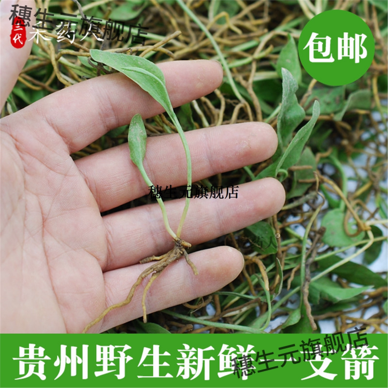 贵州新鲜一支箭带根现采小