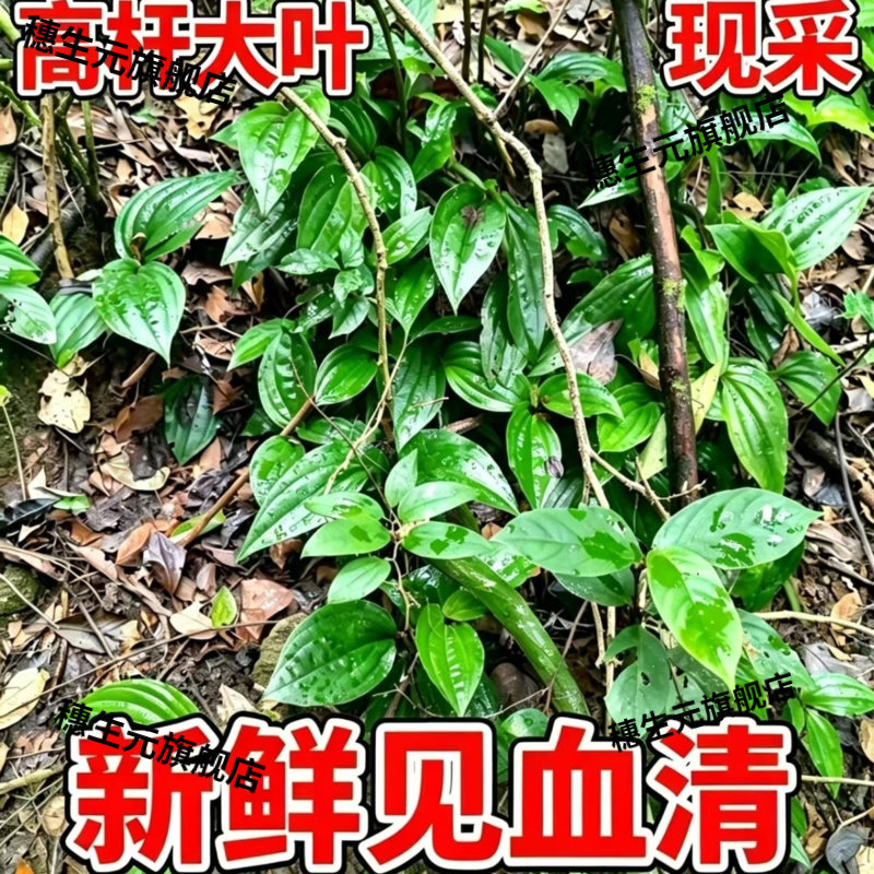 新鲜见血清野生中草药云南