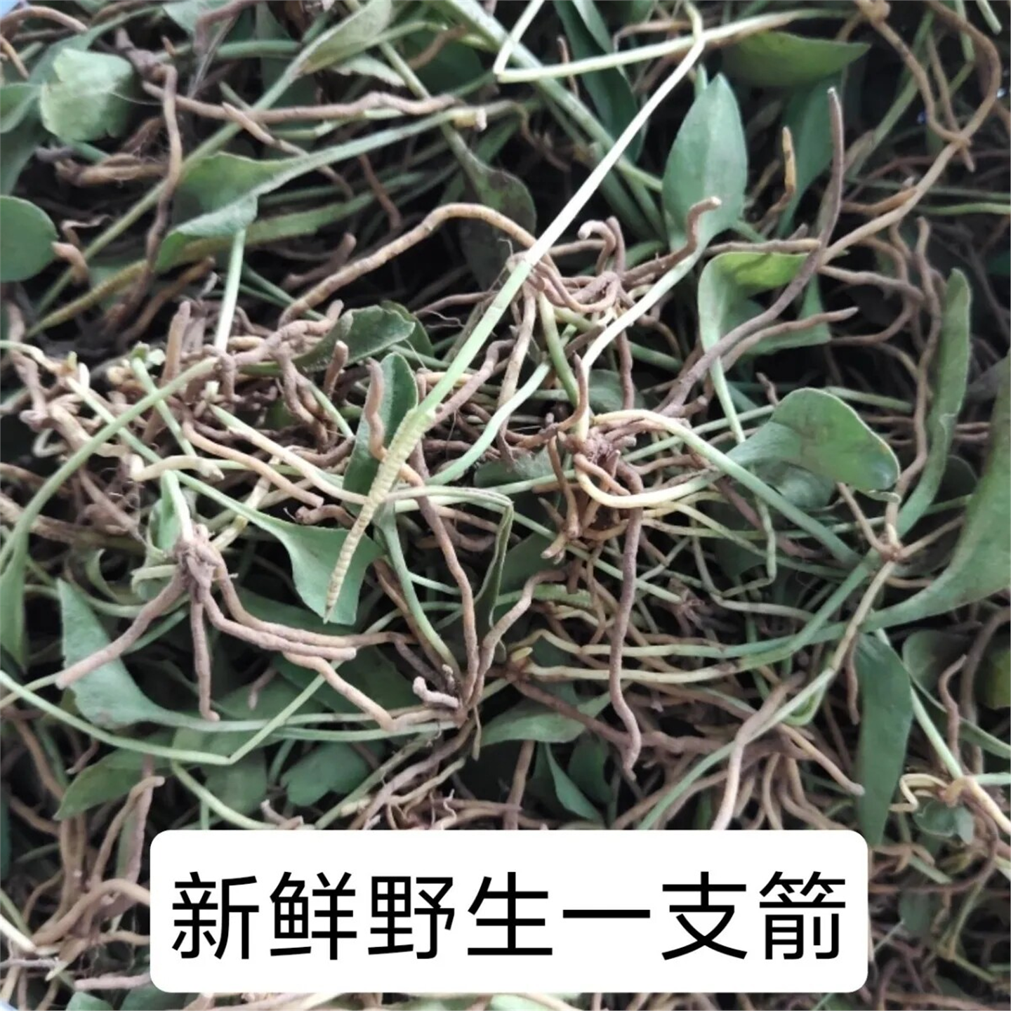 新鲜一支箭蛇舌草野生枝瓶