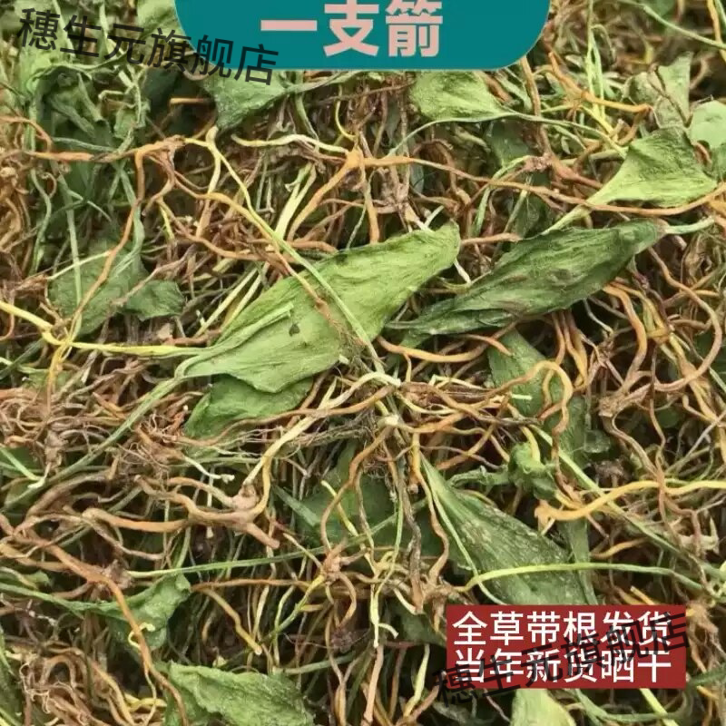 一支箭野生枝新鲜青藤瓶儿