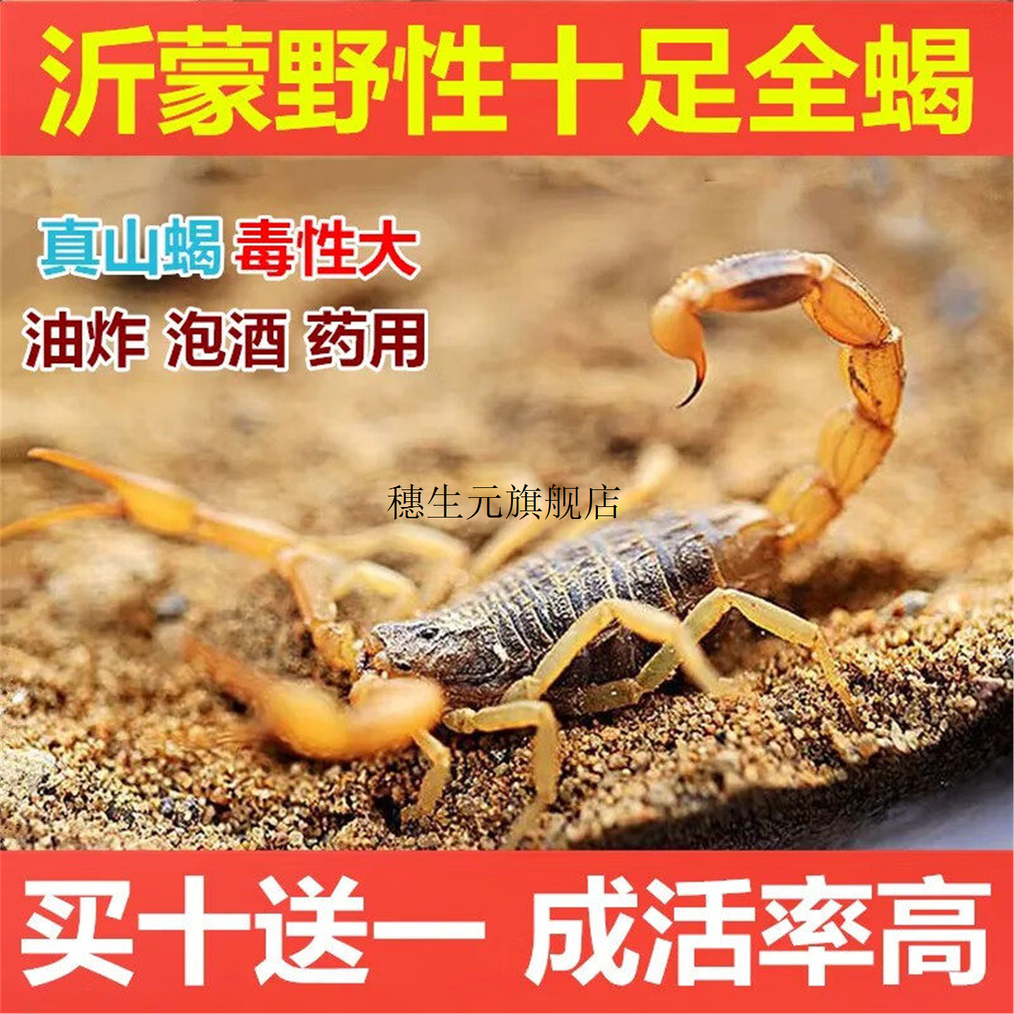 蝎子活全正宗沂蒙山野性十