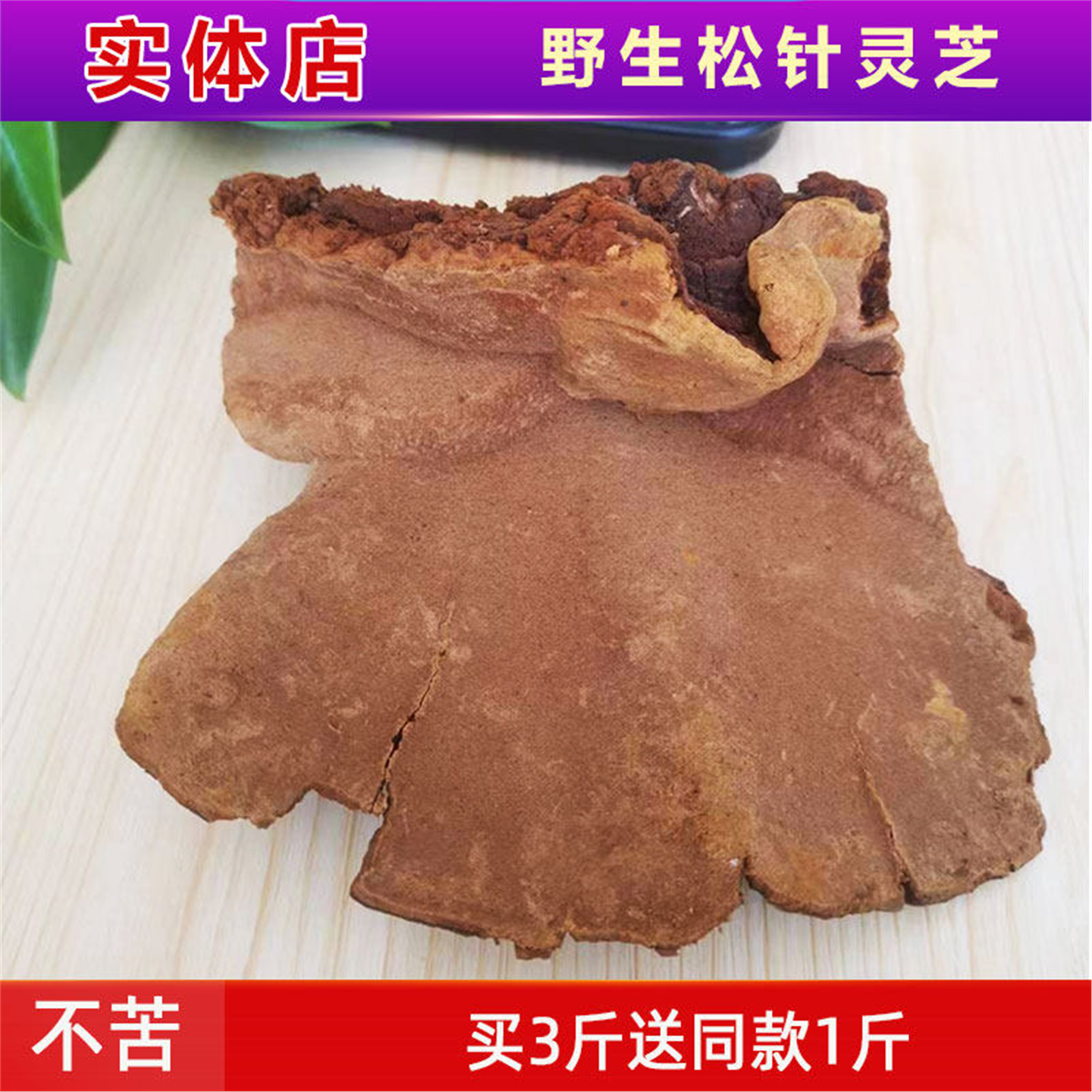 野生松针层孔菌云南深山
