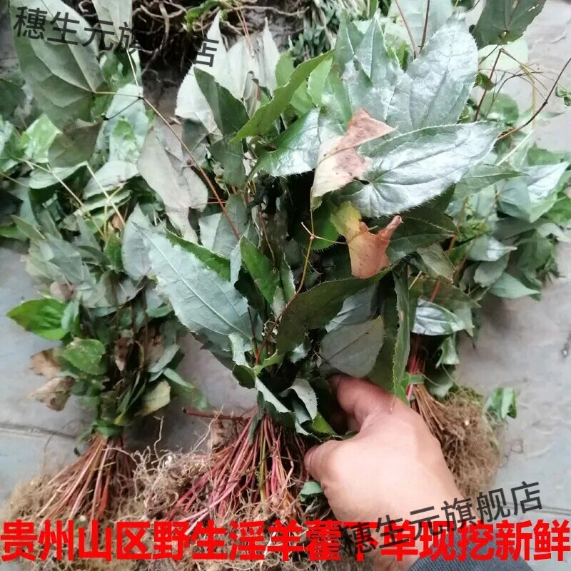 贵州新鲜羊藿仙灵脾全株