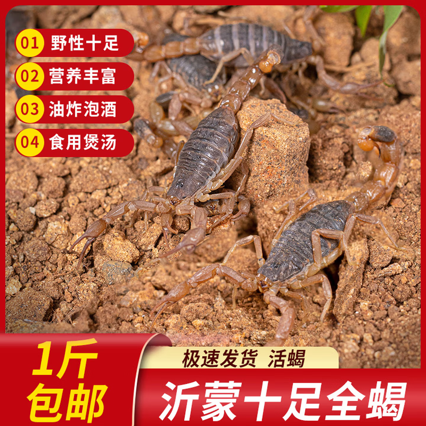 沂蒙山野性十足活蝎子一斤泡酒