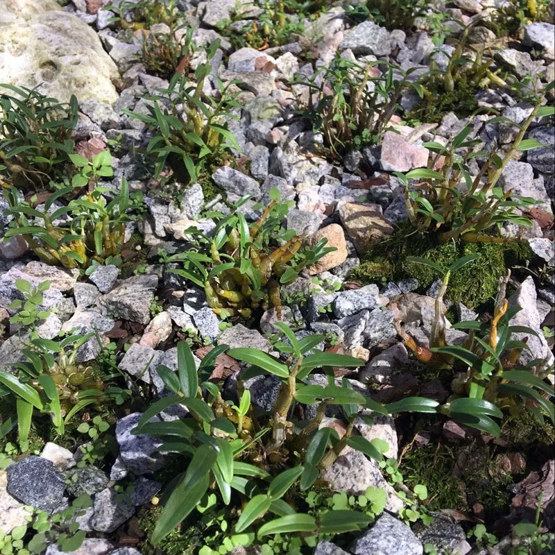 正宗霍山铁皮石斛苗米原产