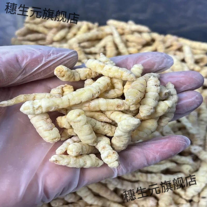 西藏野生白虫草500g石蚕药