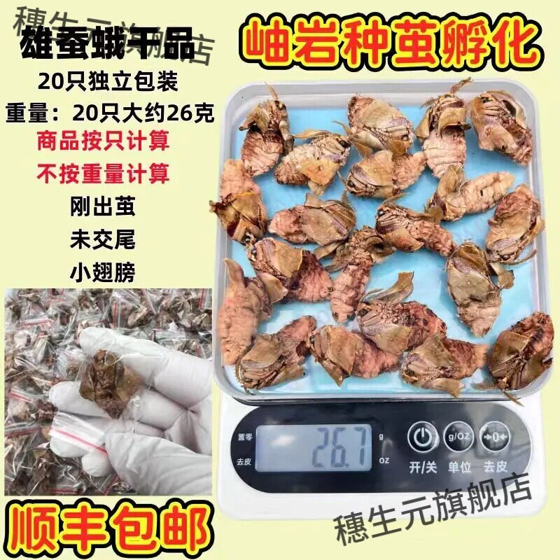 辽宁岫岩雄蚕蛾干品泡酒煲汤正品