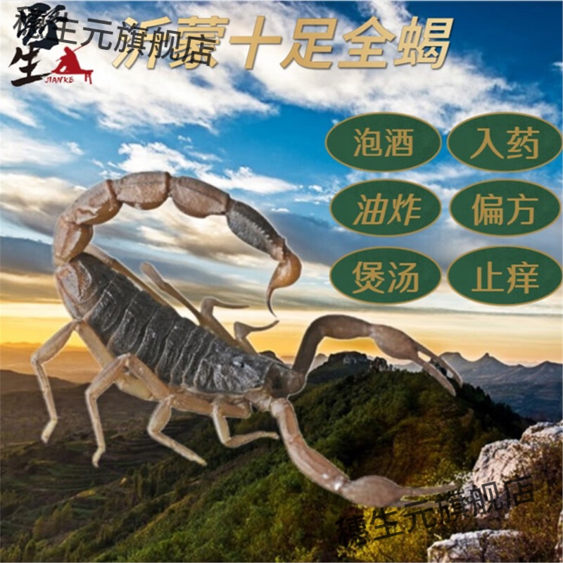 活蝎子食用全王体药泡酒煲