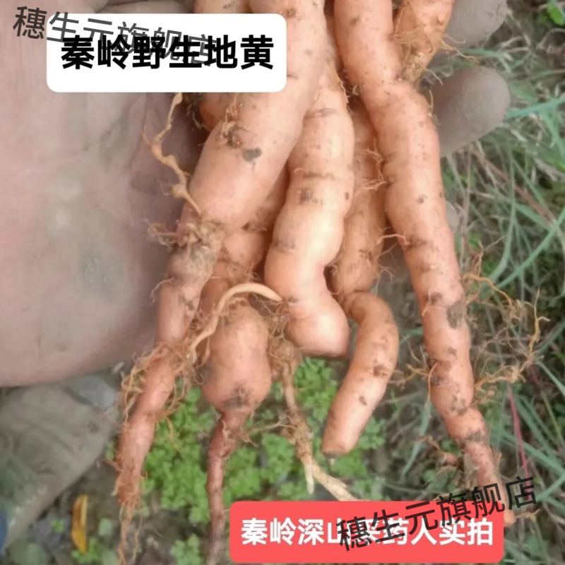 秦岭野生特级鲜地黄可种植入药