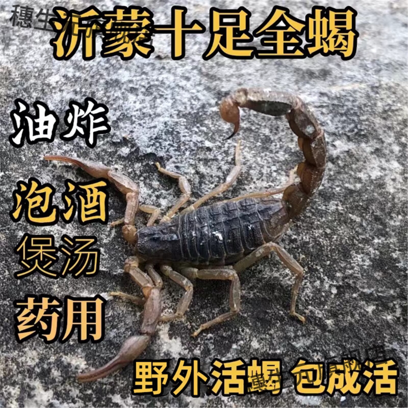 活蝎子正宗沂蒙山野性十足
