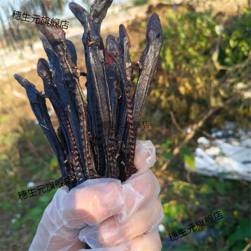特许养殖大鲵娃鱼干货新疆