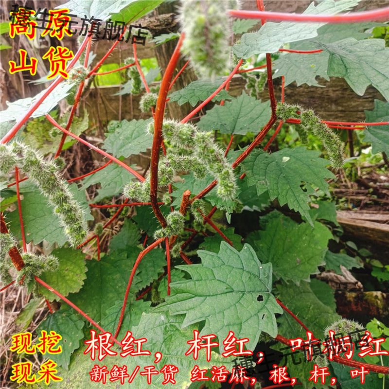 高原山货红活麻根荨麻叶