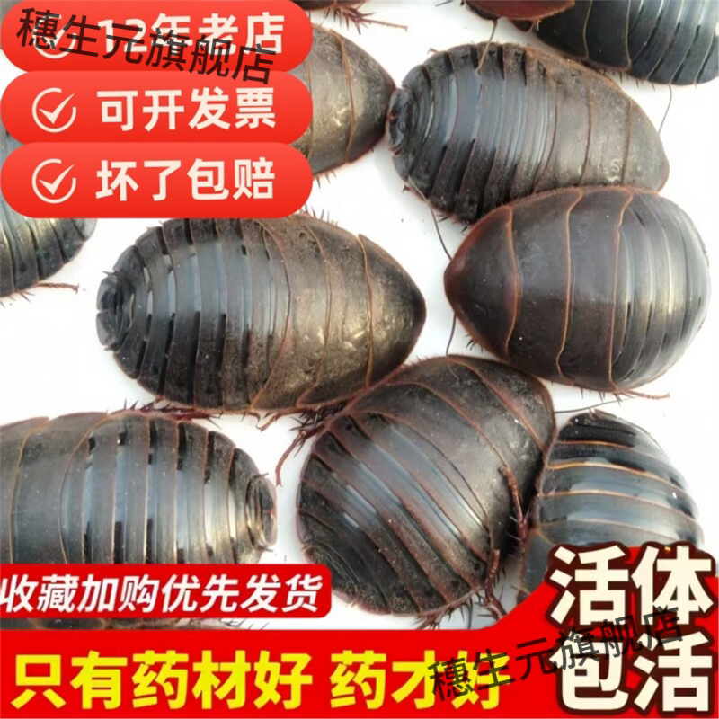 12年老店【包活到家】土元