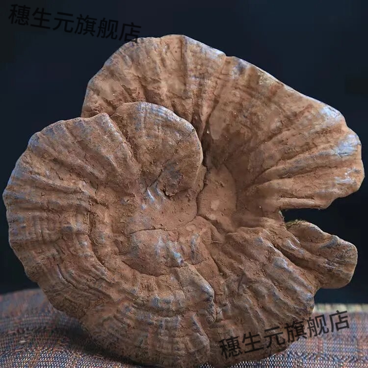 长白山半野生紫灵芝不苦孢子粉