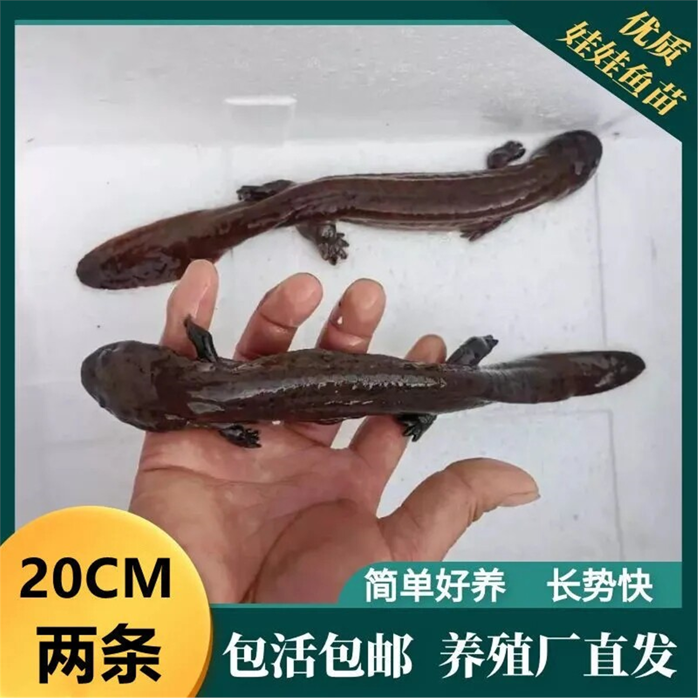 娃鱼富贵鲜活大鲵冷水观赏