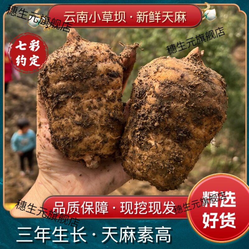 云南高山新鲜天麻现采直供