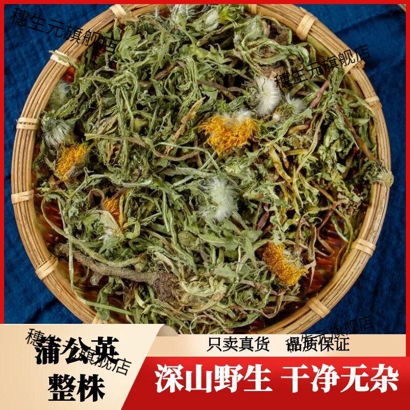 蒲公英材广西野生整根茶新