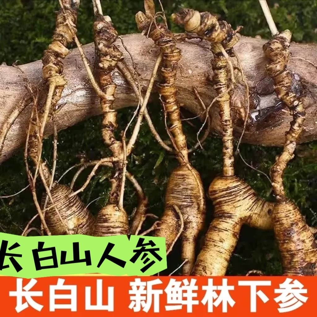 长白山林下籽参现挖带土鲜人参