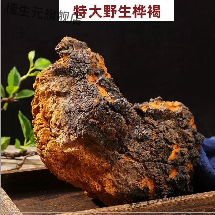 野生特大桦树茸褐孔菌茶天