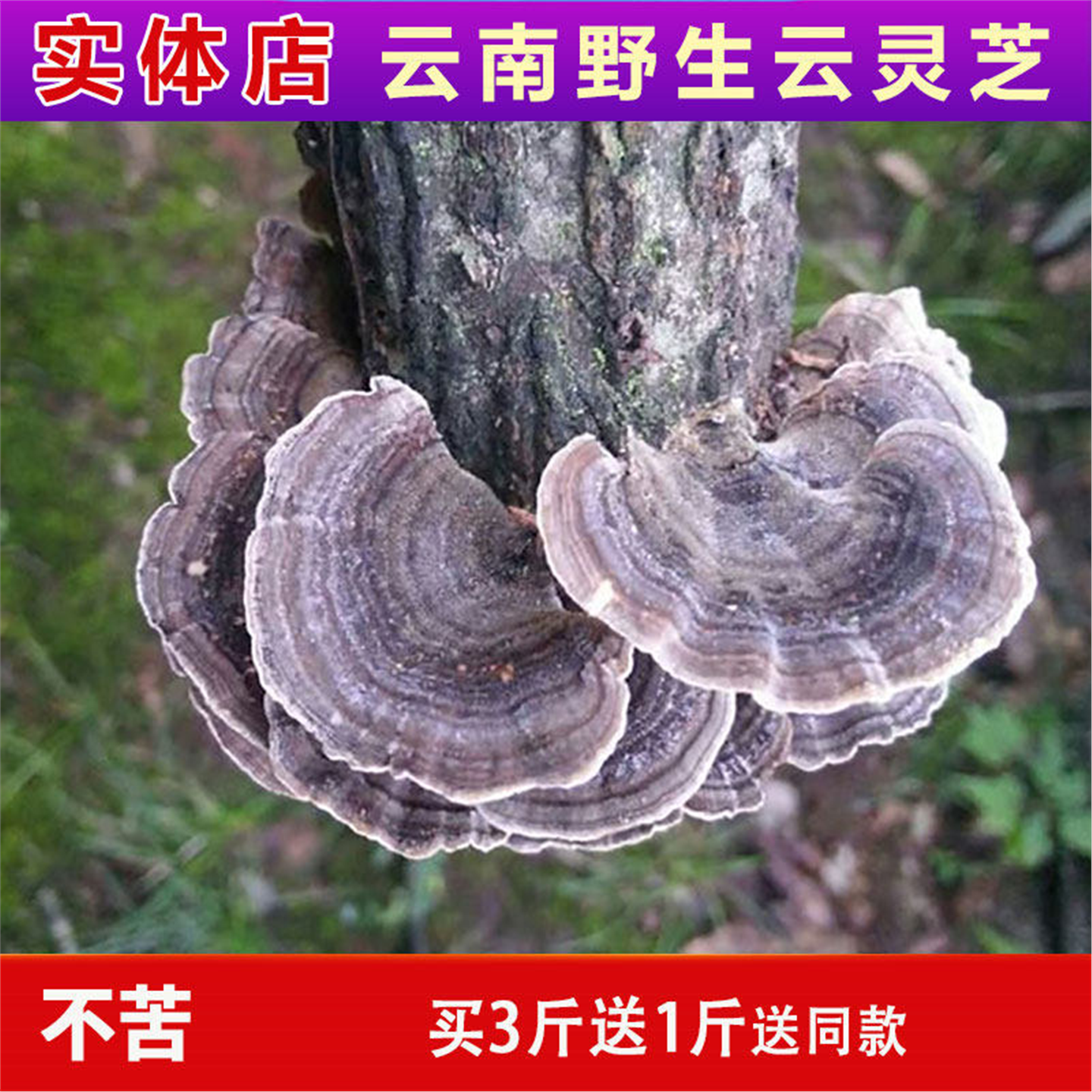 野生云灵芝南深山整枝林