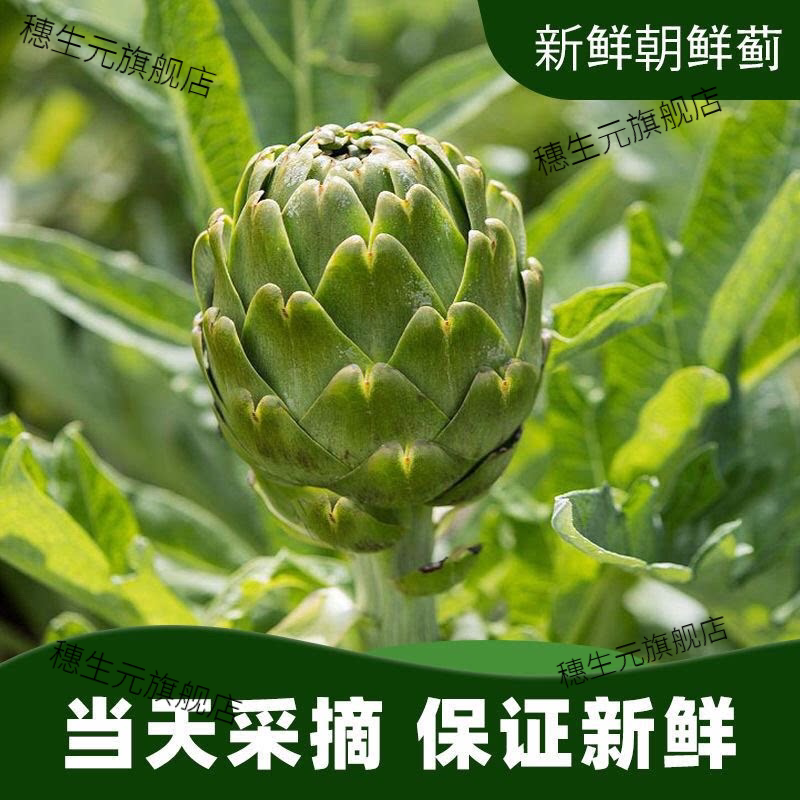头茬大果云南新鲜朝鲜蓟