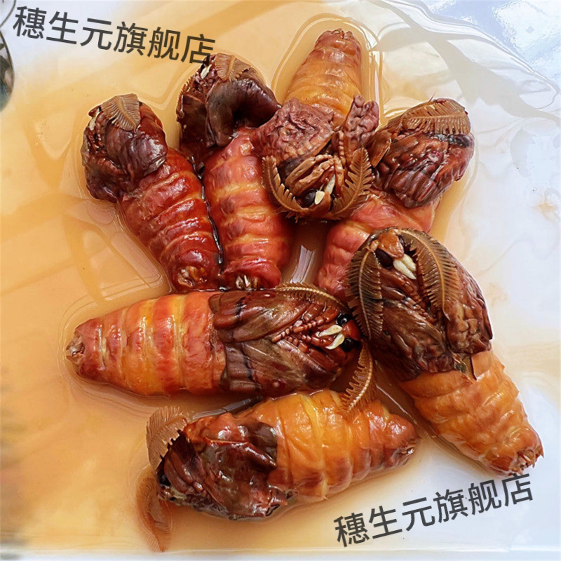 雄蚕蛾公泡酒料新鲜蛹辽