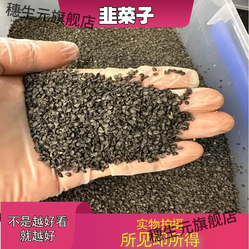 中草药大全韭菜籽别名久九艽