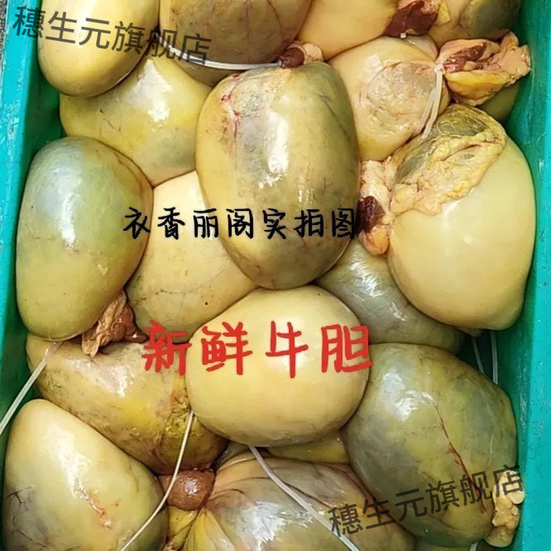 农家散养新鲜黄牛胆汁中药材