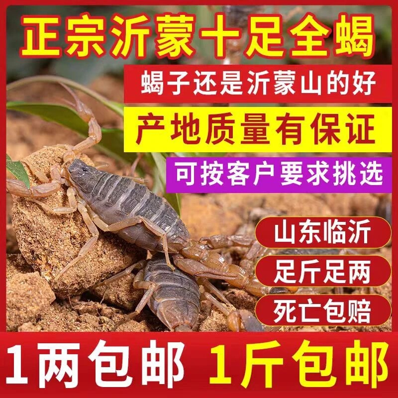 沂蒙山活全蝎超大煲汤泡酒包邮