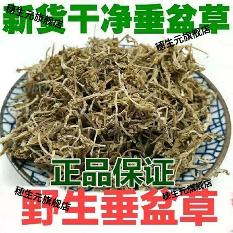正品野生道地中药材垂盆草