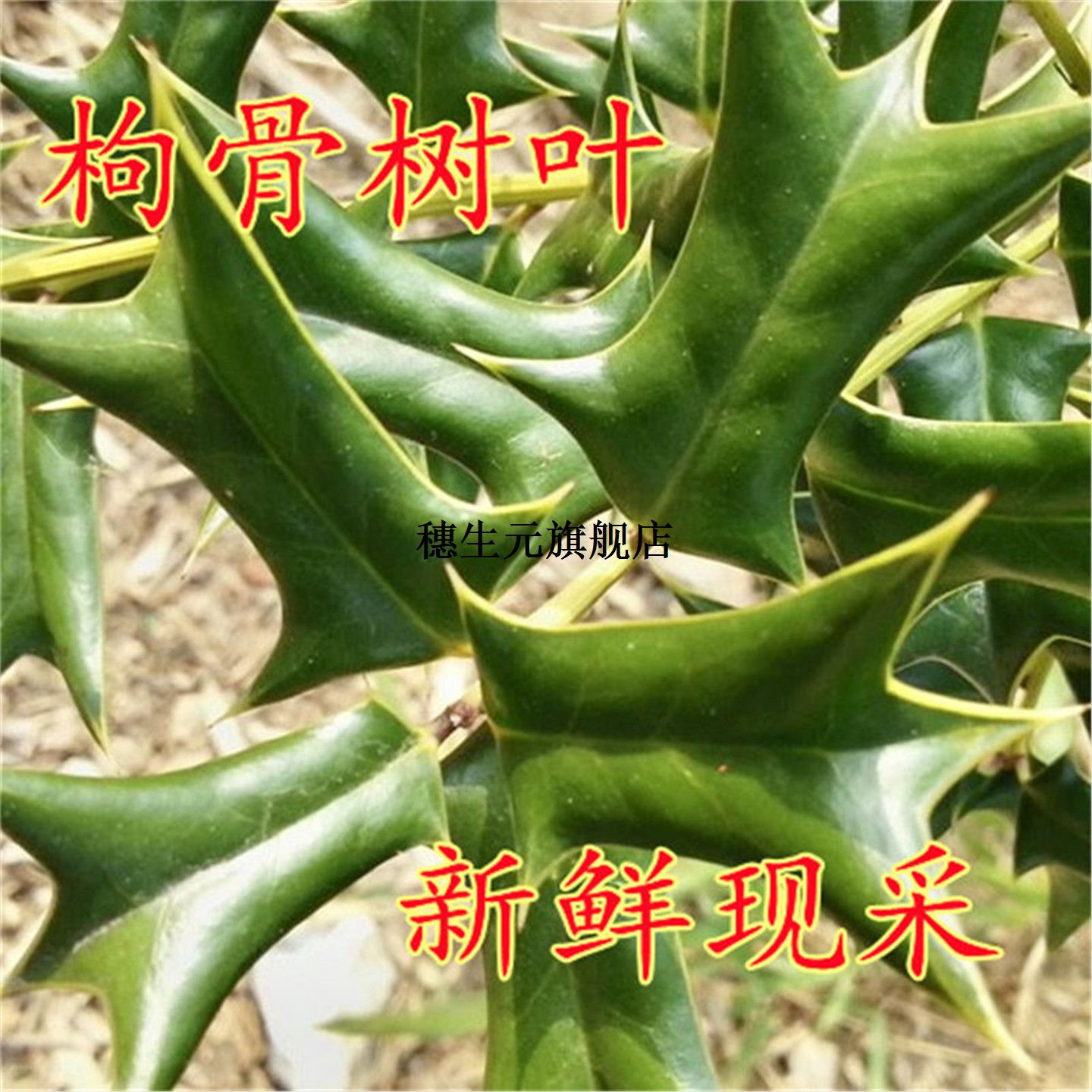 枸骨叶树天然子老鼠刺功劳
